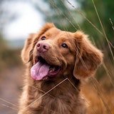 happy dog close up